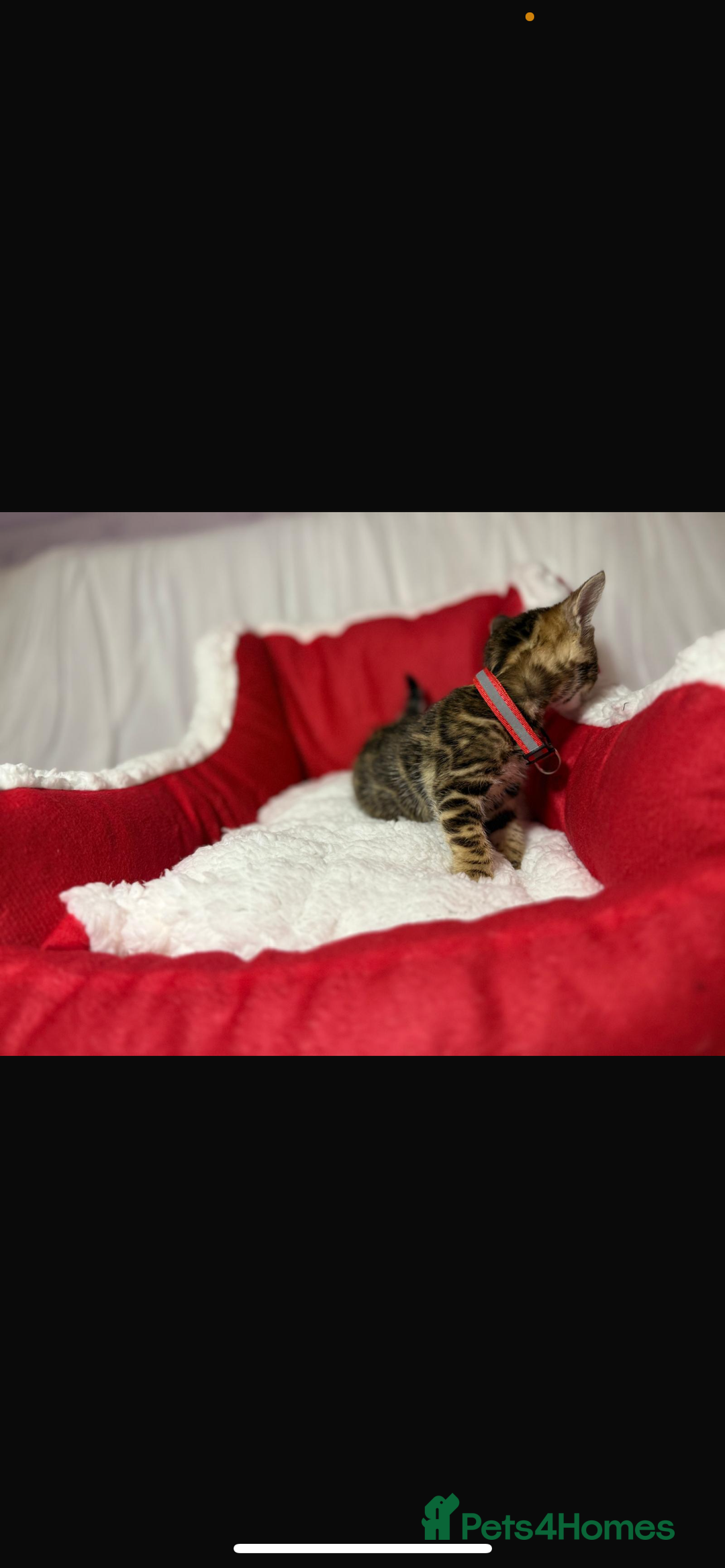 Bengal cats for sale: 🐆Bella's Bengals🐆 - Advert 21