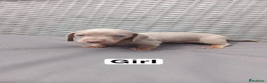 Miniature Dachshund 4