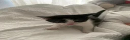 Mixed Breed cats for sale: Male kittens  - Advert 9