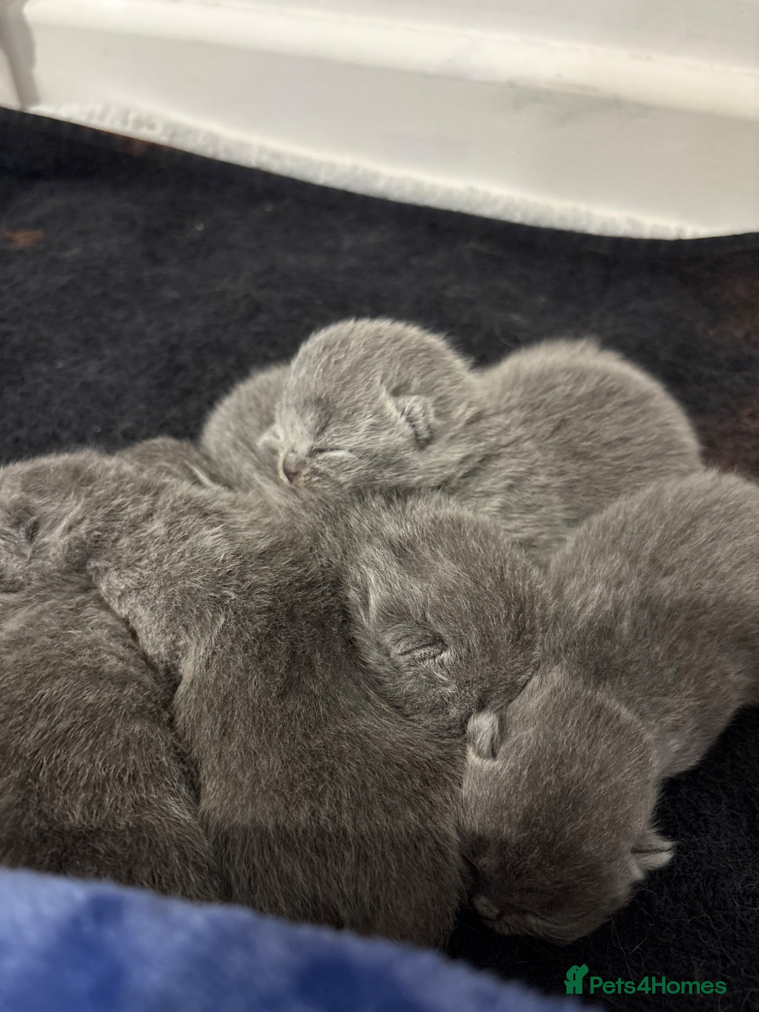 British Shorthair cats British shorthair kittens ready may!  - Advert 1