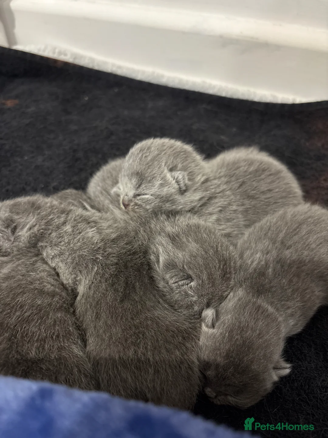 British Shorthair cats for sale: British shorthair kittens ready may!  in Coventry - Advert 1