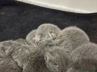 British Shorthair cats British shorthair kittens ready may! - Advert 1