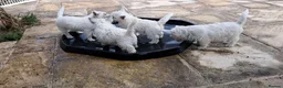 West Highland Terrier dogs for sale: West highland white terrier  - Advert 8