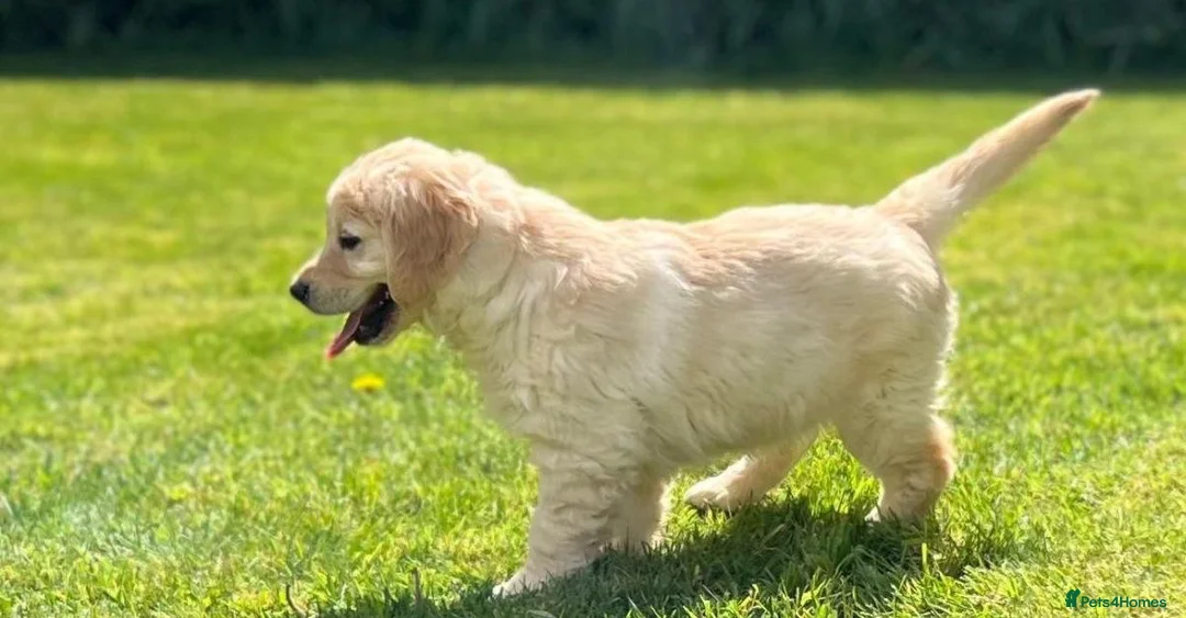 Golden Retriever dogs for sale: CHUNKY GOLDEN RETRIEVER PUPPIES in Letchworth Garden City - Advert 2