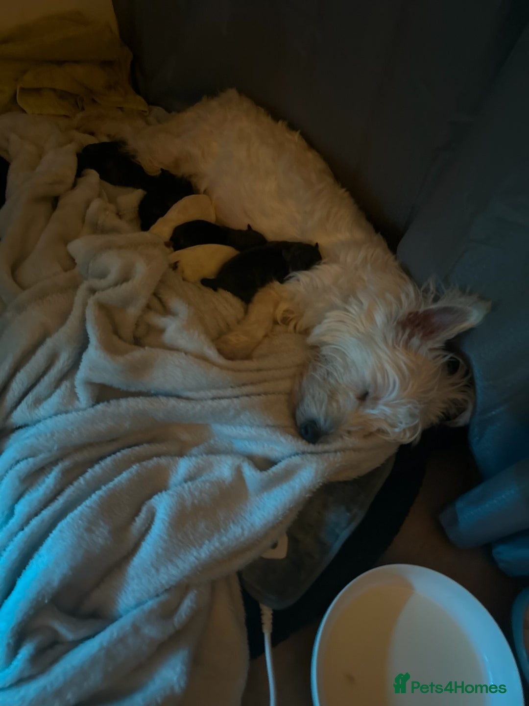 Mixed Breed dogs for sale: West highland terrier cross danishSwedish farm dog - Advert 1