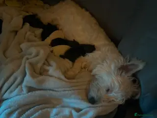 Mixed Breed dogs West highland terrier cross danishSwedish farm dog - Advert 5