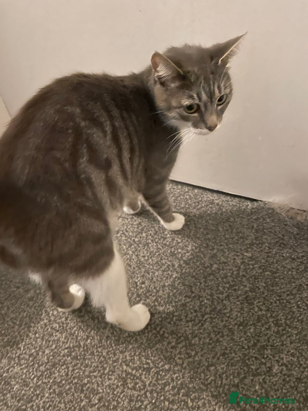 Mixed Breed cats for sale: Kittens for sale - Advert 1