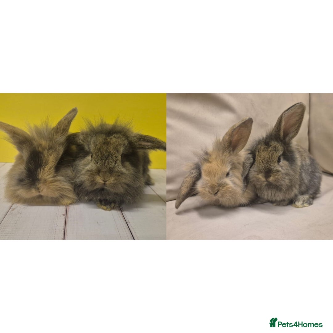 Mini Lion Lop rabbits for sale: Mini Lion Lops Ready in 2 weeks 🩷🩵 - Advert 3