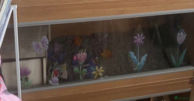 Pygmy Hedgehog rodents - Advert 11