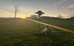 Cocker Spaniel dogs for sale: Cocker Spaniel Puppies *For Sale* - Image 11