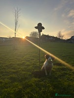 Cocker Spaniel dogs Cocker Spaniel Puppies *For Sale* - Advert 16