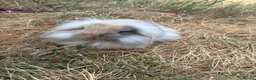 Mixed Breed rabbits for sale: Rehoming bunny  in Hatfield - Advert 6