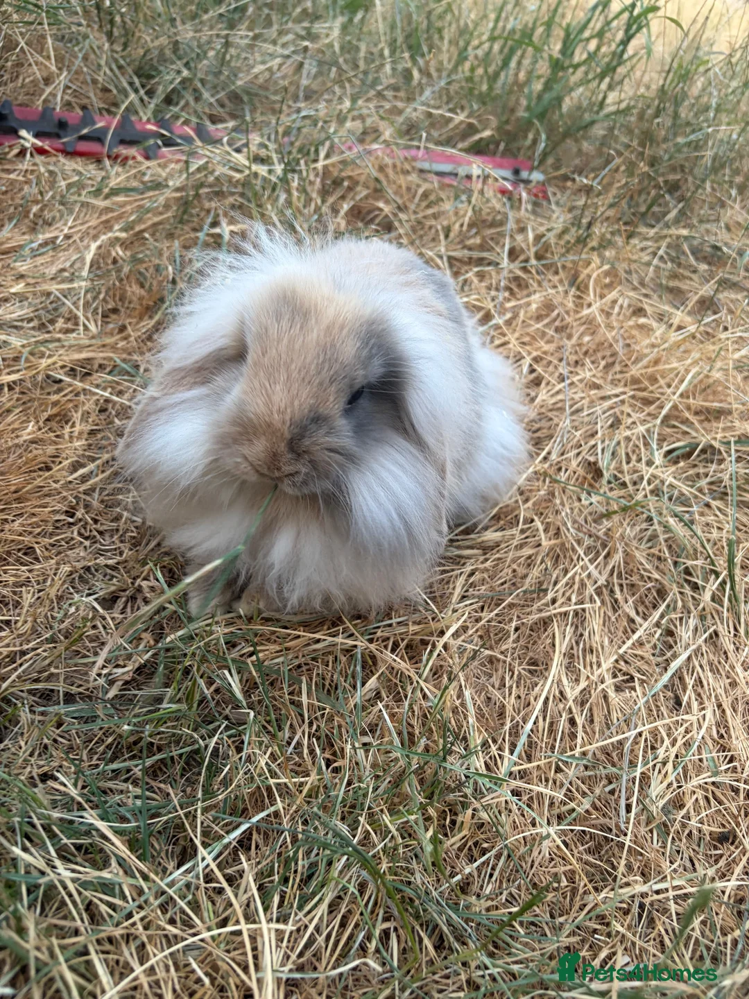 Mixed Breed rabbits for sale: Rehoming bunny  in Hatfield - Advert 6