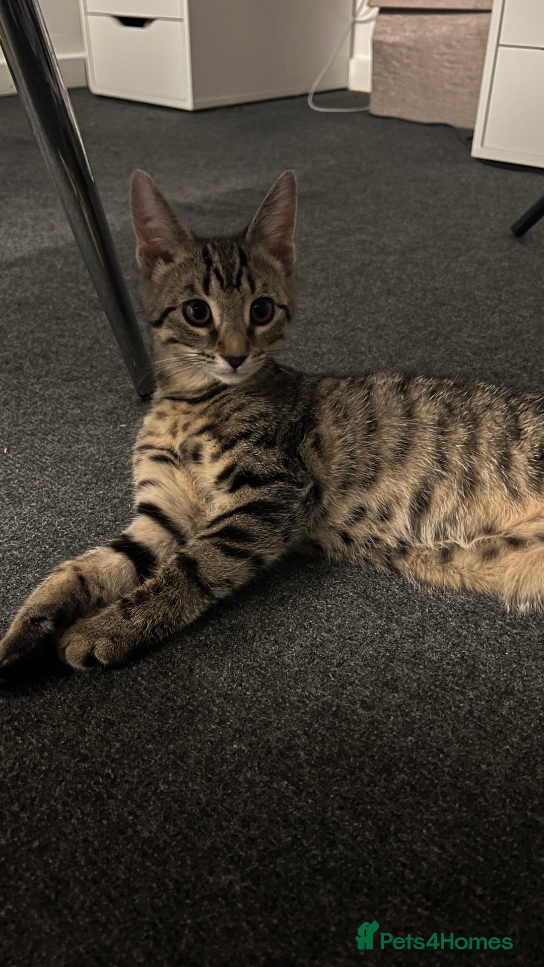 Mixed Breed cats for sale: URGENT Spotted Tabby Female  - Image 2