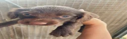 Cocker Spaniel dogs for sale: cocker spaniel puppies  - Advert 15