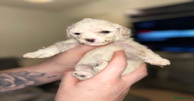 Cavapoochon dogs 🌟 Stunning F1B Cavapoochon puppies available now  - Advert 5