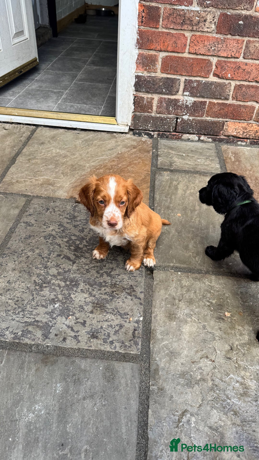 Cocker Spaniel dogs for sale: Working Cocker Spaniel  - Image 5