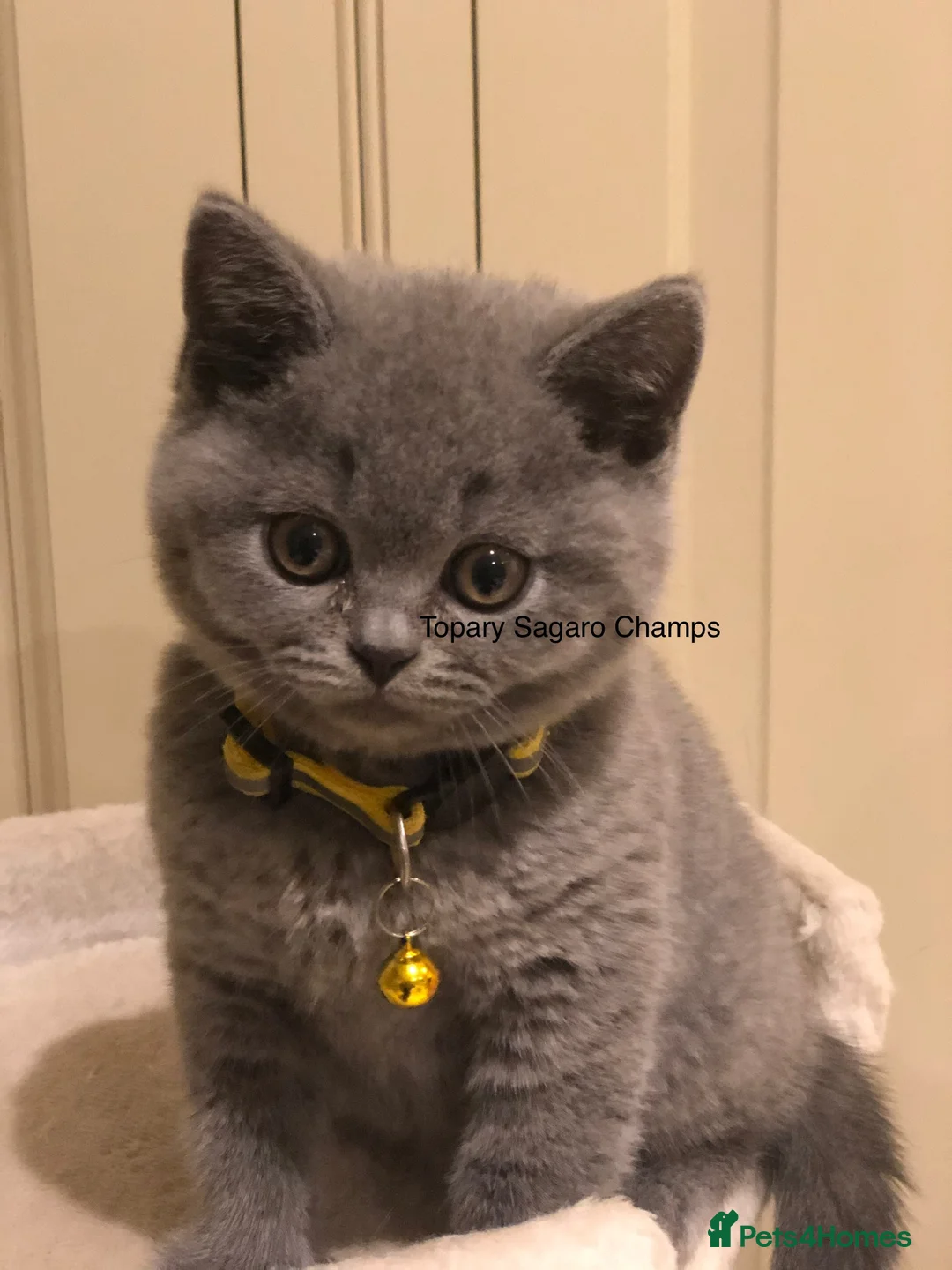 British Shorthair cats for stud: Proven Stud/Blood B/Choc carrier TICA/GCCF REG in Dartford - Advert 14