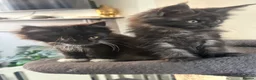 Maine Coon cats for sale: 2 females left ready now  - Advert 4