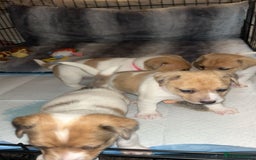 Jack Russell dogs for sale: Beautiful litter of Jack Russels  - Image 4