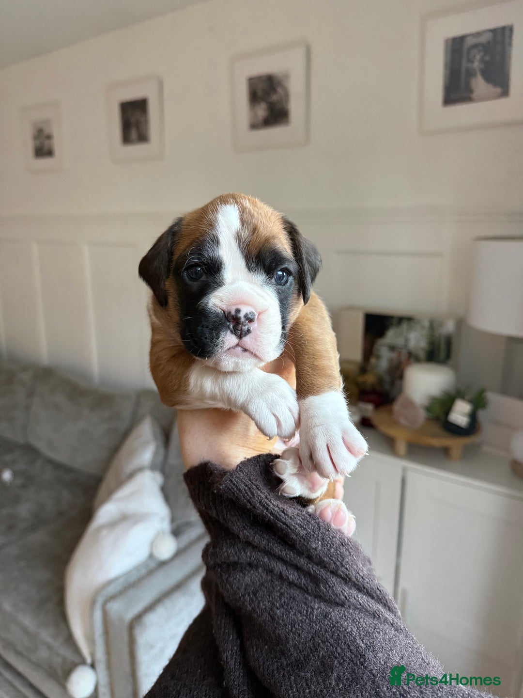 Boxer dogs for sale: 4 CHAMP BLOODLINE CHUNKY BOXER PUPS, bobtail/tail - Advert 21