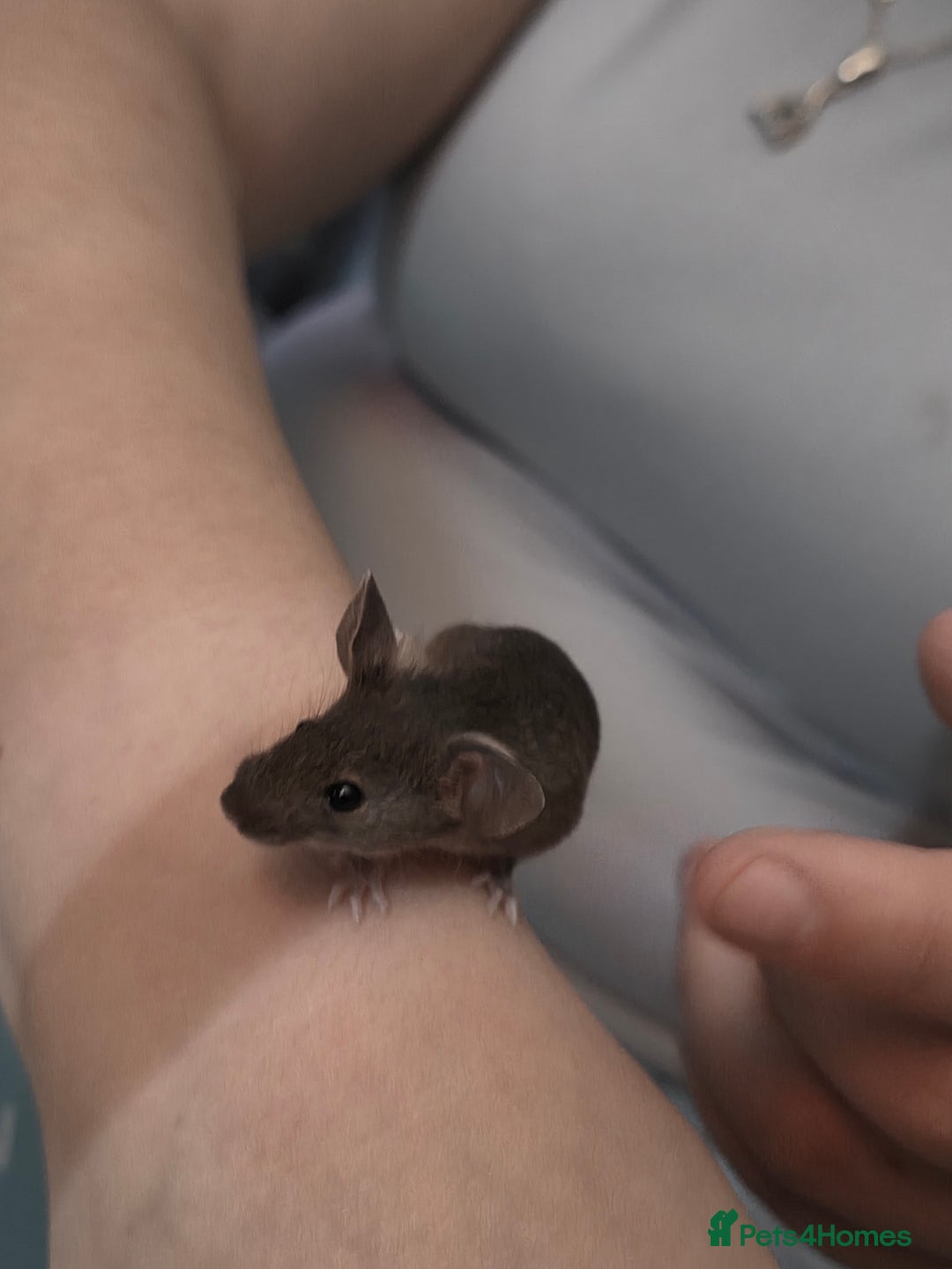 Mouse rodents for sale: Male and female mice  - Advert 14