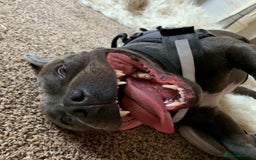 Staffordshire Bull Terrier dogs for stud: Blue Staffordshire bull terrier proven stud in Port Glasgow - Image 10