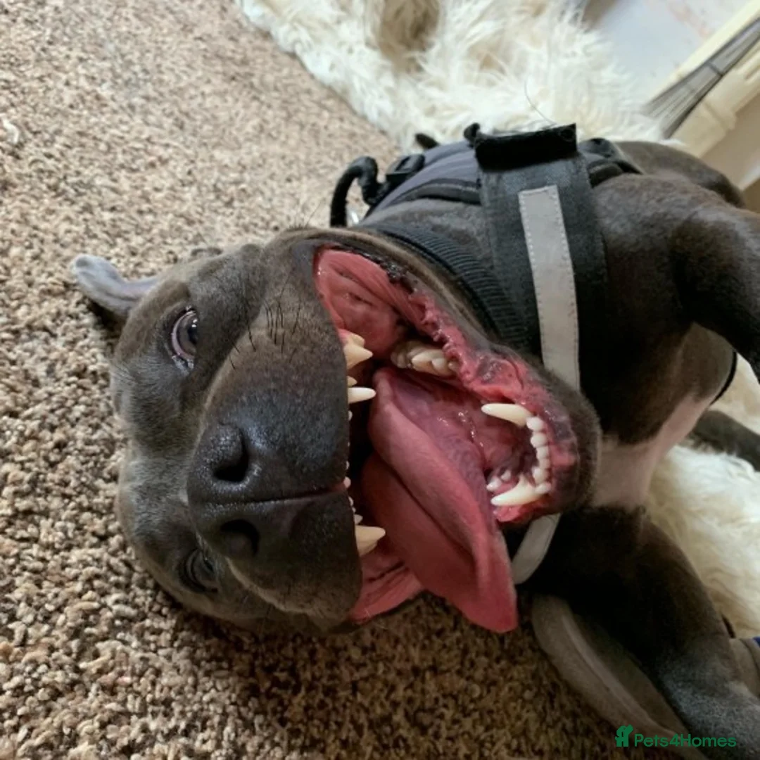 Staffordshire Bull Terrier dogs for stud: Blue Staffordshire bull terrier proven stud in Port Glasgow - Advert 10