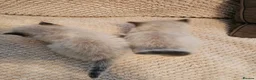 Ragdoll cats for sale: Blue point ragdoll kittens  in Houghton le Spring - Advert 9