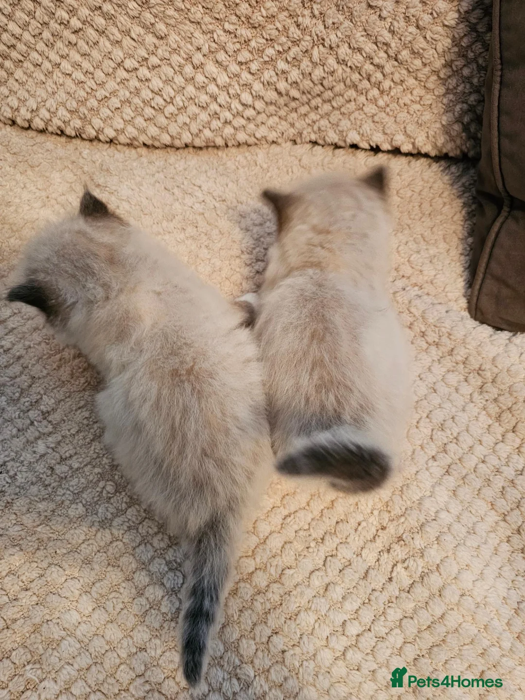 Ragdoll cats for sale: Blue point ragdoll kittens  in Houghton le Spring - Advert 9