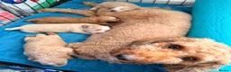 Maltipoo dogs for sale: Maltipoo F1B 🐩🐩🐩🐩 - Advert 14