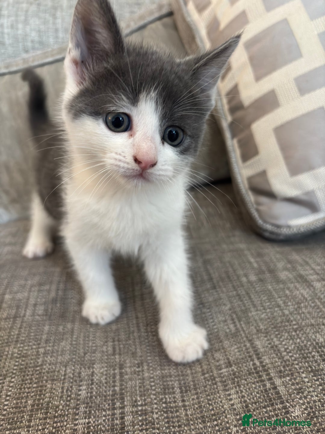 Mixed Breed cats for sale: READYNOW 2 boy kittens looking for for a hom - Image 6