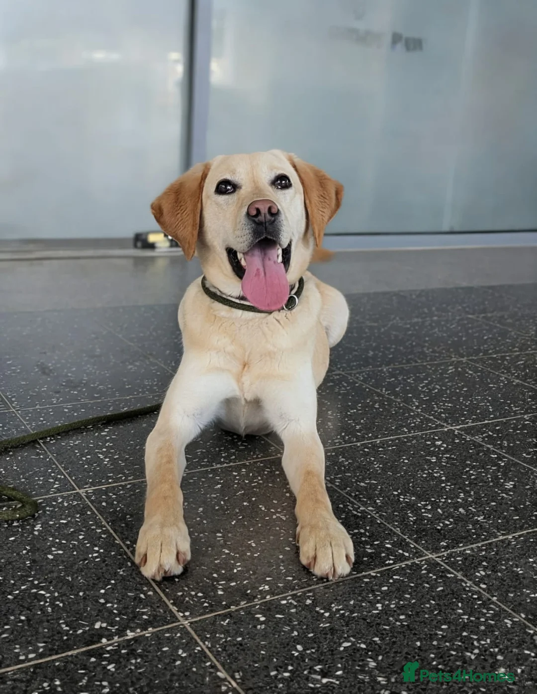 Labrador Retriever dogs for sale: Trained Labrador - Advert 6