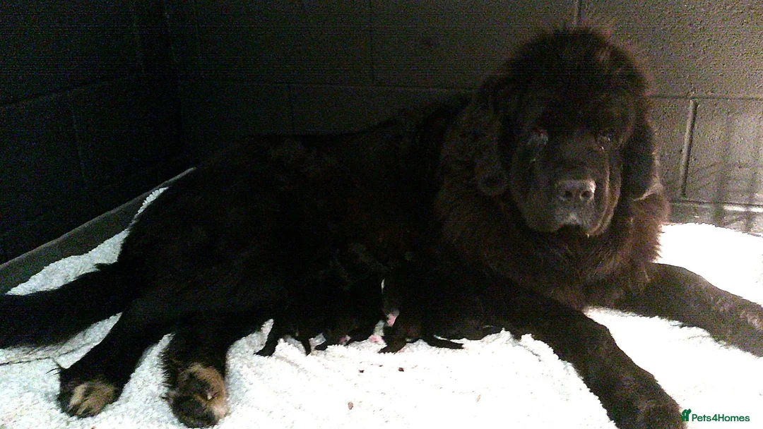 Newfoundland dogs for sale: Newfoundland puppies from Imp lines - Advert 12