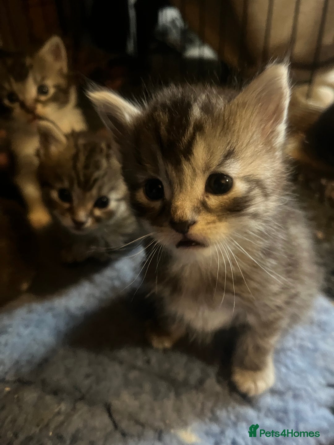 Maine Coon cats for sale: Maine coon kittens  - Image 13