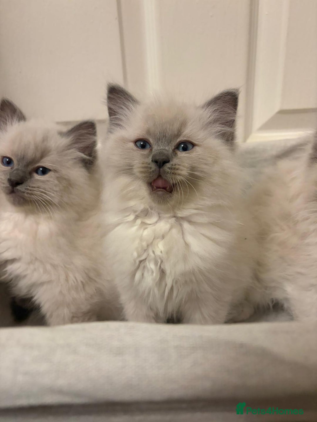 Ragdoll cats for sale: 3 GORGEOUS RAGDOLL BOY KITTENS READY NOW - Advert 7