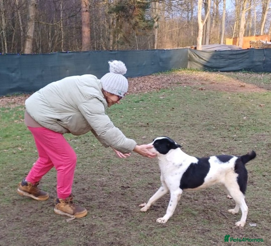 Mixed Breed dogs for adoption: 🐾 Meet MARLEY 🐾 - a Lovely Boy for a Loving Home - Advert 2