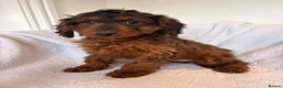 Cockapoo dogs for sale: LICENSED BREEDER HEALTH TESTED COCKAPOOS - Advert 12