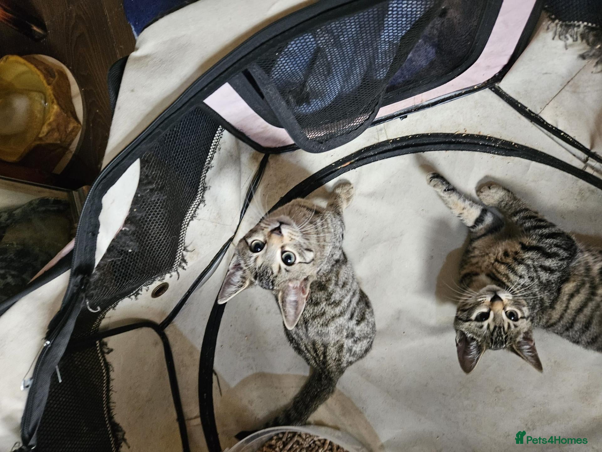 Bengal cats for sale: Bengal mix - Advert 2