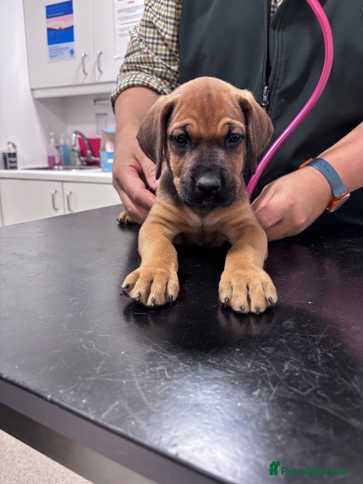 Mixed Breed dogs AVAILABLE FROM FRIDAY!! Great Rottie Puppies - Advert 4