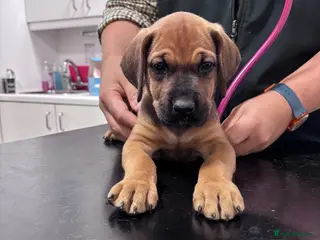 Mixed Breed dogs AVAILABLE FROM FRIDAY!! Great Rottie Puppies - Advert 4