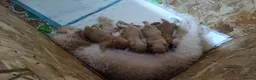 Cockapoo dogs for sale: 12 week old cockapoo puppies - Advert 4
