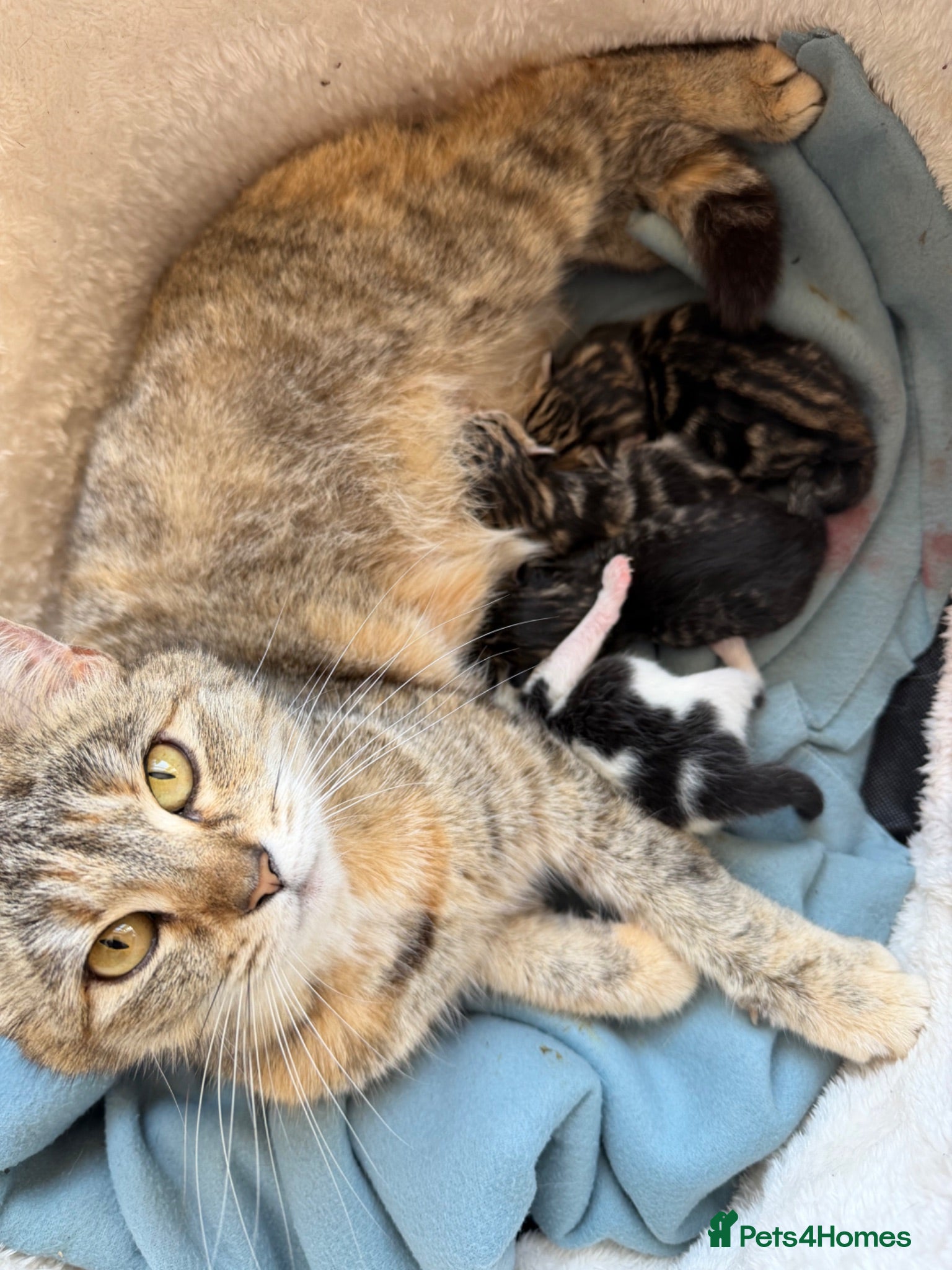 Mixed Breed cats 4 kittens looking for a new home  - Advert 13