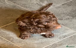 Cockapoo dogs for sale: last F1 boy ready now - Image 17
