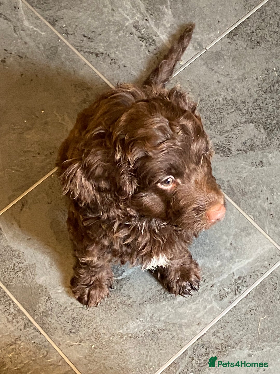 Cockapoo dogs for sale: last F1 boy ready now - Image 17