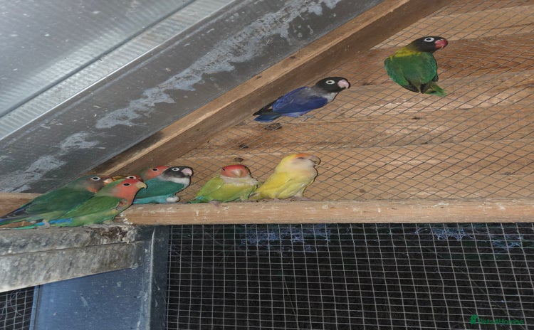 Lovebirds birds - Advert 1