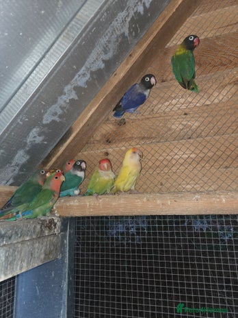 Lovebirds birds - Advert 5