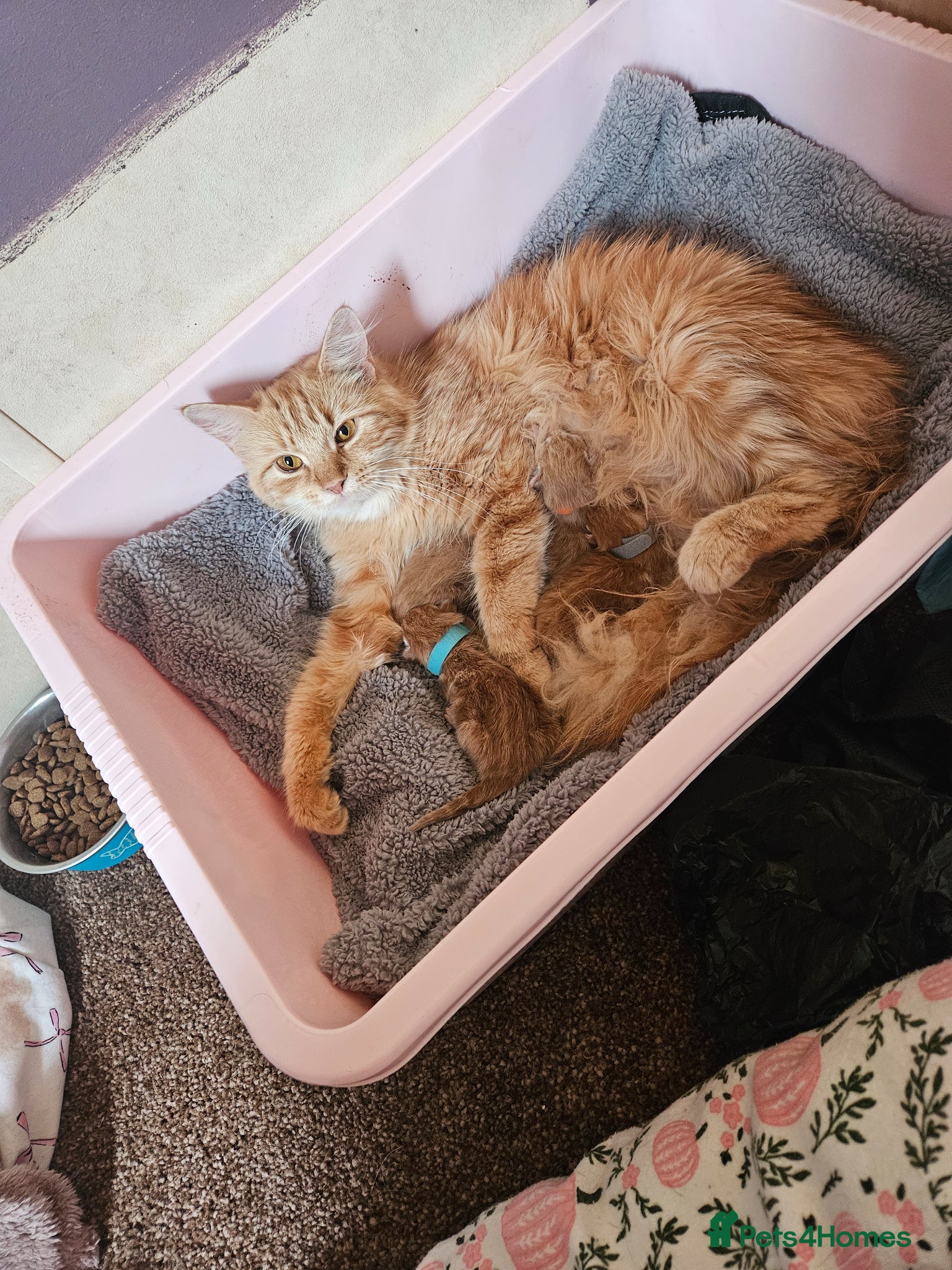 Mixed Breed cats Ginger Kittens ForSale - Advert 2