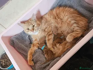 Mixed Breed cats Ginger Kittens ForSale - Advert 6