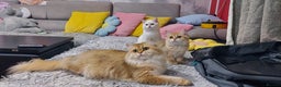 British Shorthair cats for sale: Golden British shorthair Pedigree Neutered  - Advert 18
